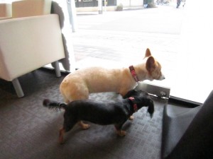 5さくら・うめ 5さくら・うめ