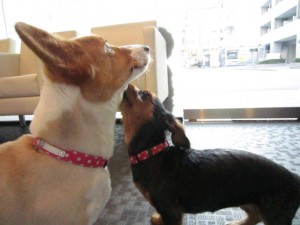 3さくら・うめ 3さくら・うめ