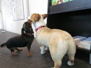 4さくら・うめ 4さくら・うめ