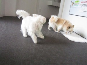 プティ・メイサ２